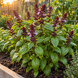 Cardinal Basil Seeds growing in a home garden