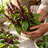 Cardinal Basil Seeds harvest up close