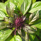 Cardinal Basil seed packet