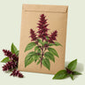 Kraft seed packet illustrated with Cardinal Basil, with fresh Cardinal Basil beside it