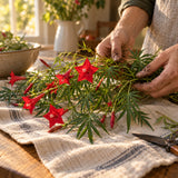 Cardinal Climber Seeds harvest up close