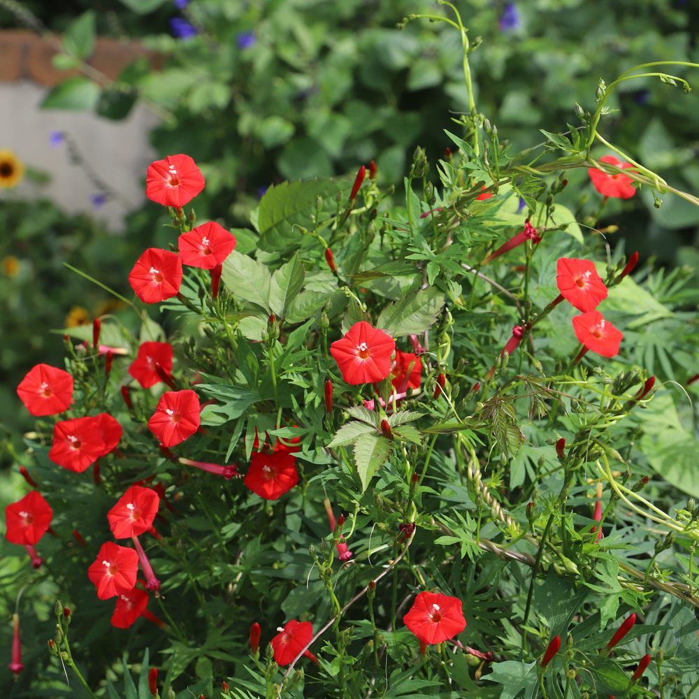 Cardinal Climber seed packet