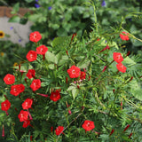 Cardinal Climber seed packet