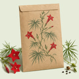 Kraft seed packet illustrated with Cardinal Climber, with fresh Cardinal Climber beside it