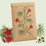 Kraft seed packet illustrated with Cardinal Climber, with fresh Cardinal Climber beside it