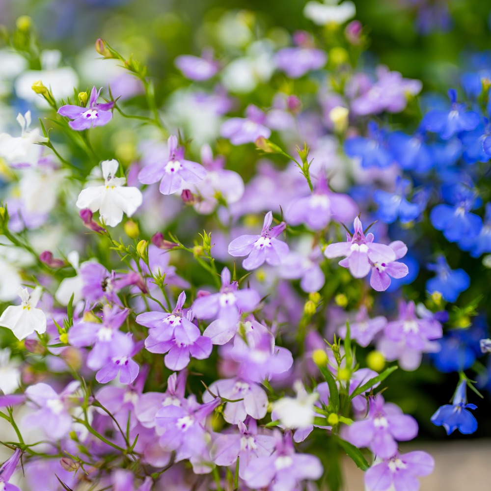 Cascade of Color Trailing Lobelia seed packet