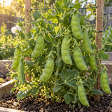 Cascadia Snap Pea Seeds growing in a home garden