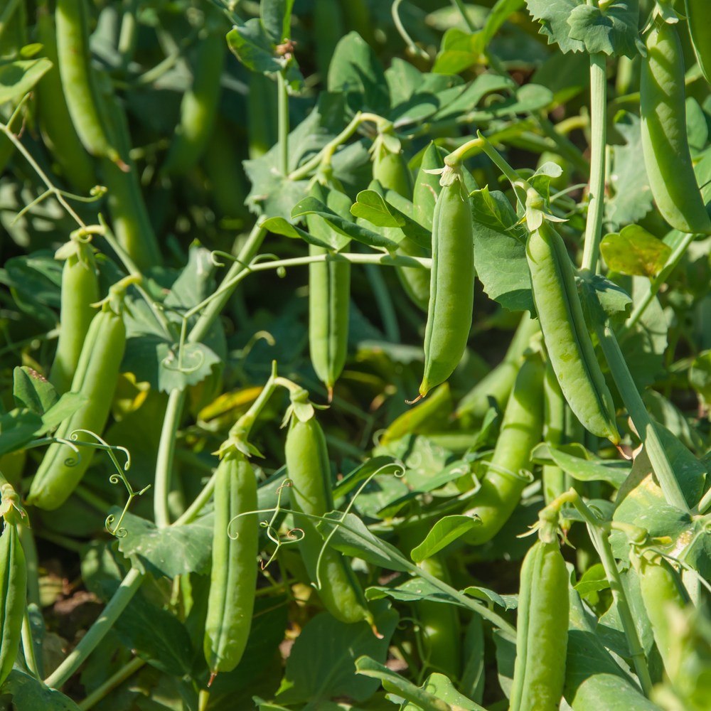 Cascadia Snap Pea seed packet