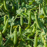 Cascadia Snap Pea seed packet
