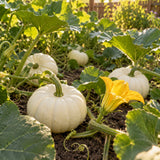 Casperita Pumpkin Seeds growing in a home garden
