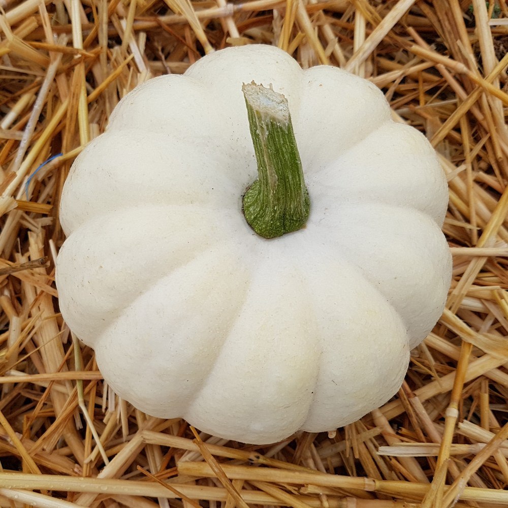 Product image of casperita pumpkin seeds