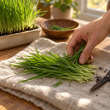 Cat Grass Indoor Growing Seeds harvest up close