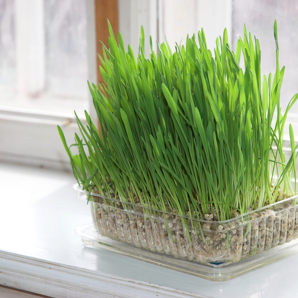Cat Grass Indoor Growing plants in the garden