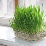 Cat Grass Indoor Growing plants in the garden