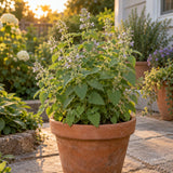 Catnip Herb Seeds growing in a home garden