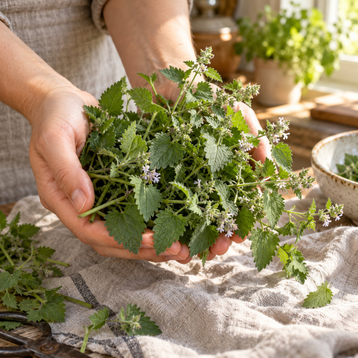 Catnip Herb Seeds harvest up close