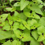 Catnip Herb plants in the garden