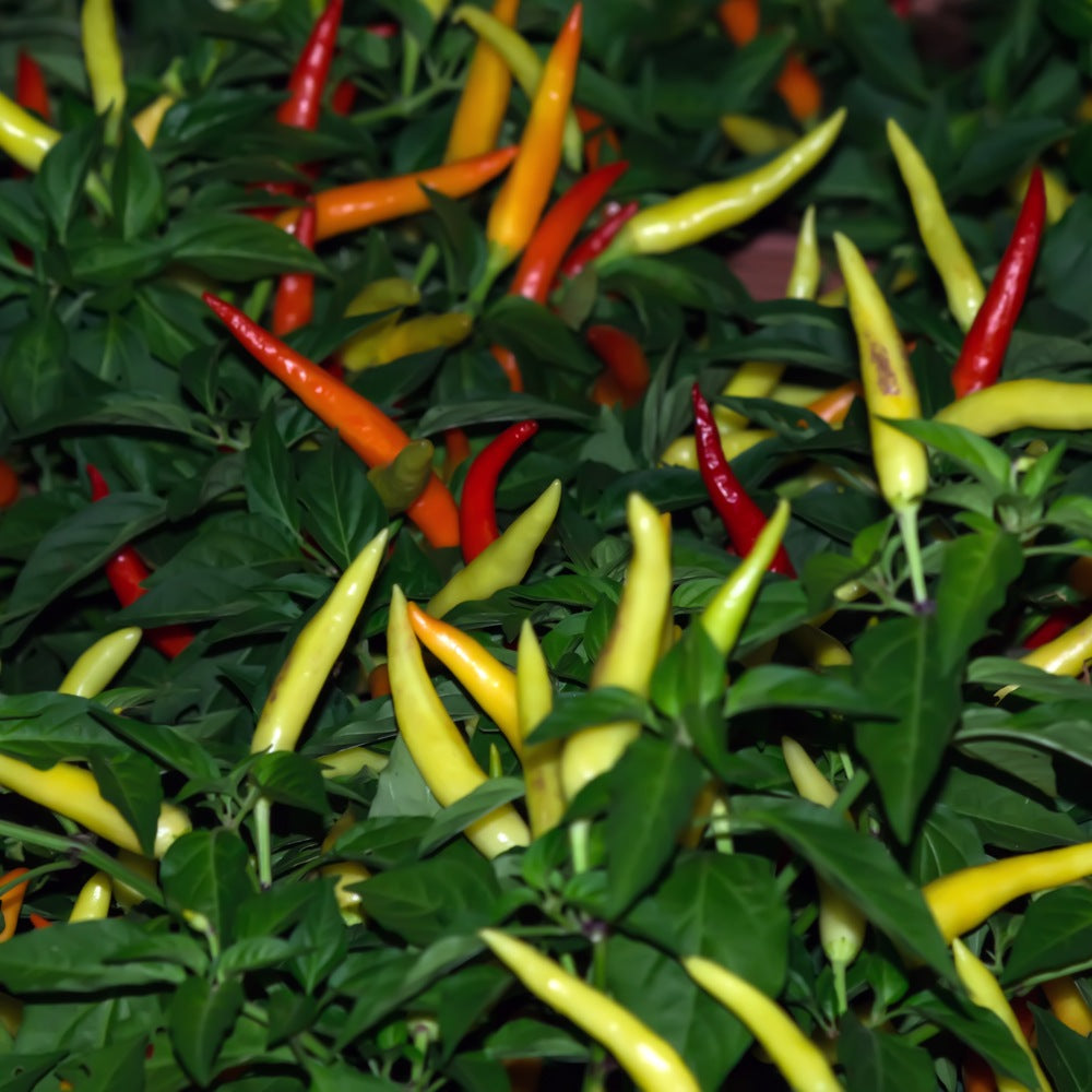 Cayenne Blend Chile Pepper seed packet