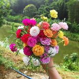Product photo of mixed moss rose seeds