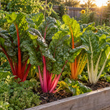 Celebration Swiss Chard Seeds growing in a home garden
