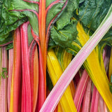 Celebration Swiss Chard seed packet