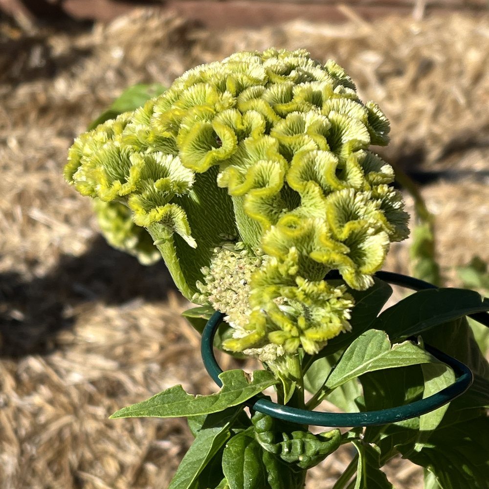 Spring Green Celosia seed packet