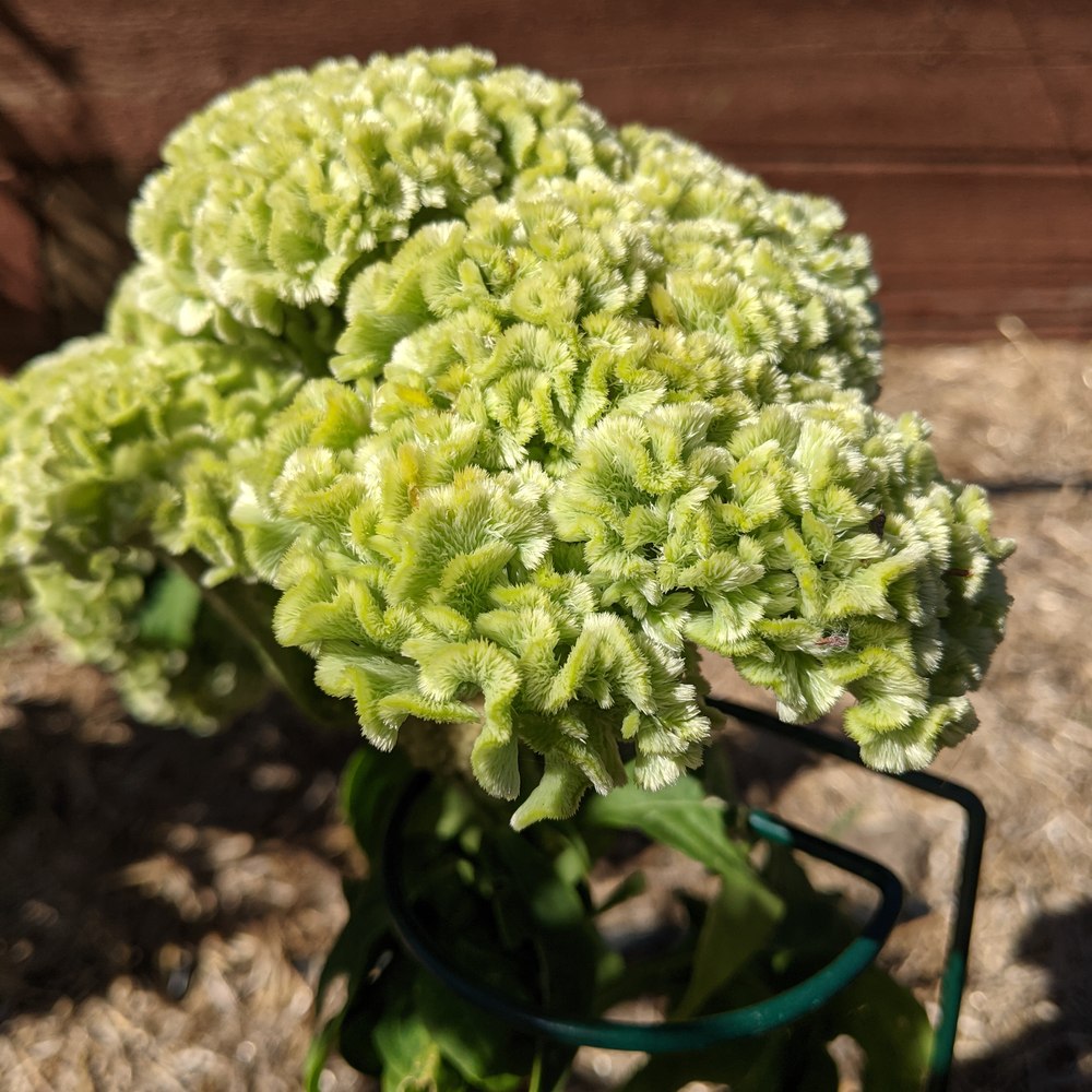 Spring Green Celosia seed packet