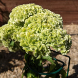 Spring Green Celosia seed packet