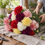Chabaud Blend Carnation Seeds harvest up close