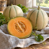 Charentais Cantaloupe Melon Seeds harvest up close