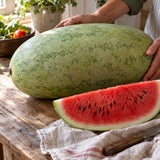 Charleston Gray Watermelon Seeds harvest up close