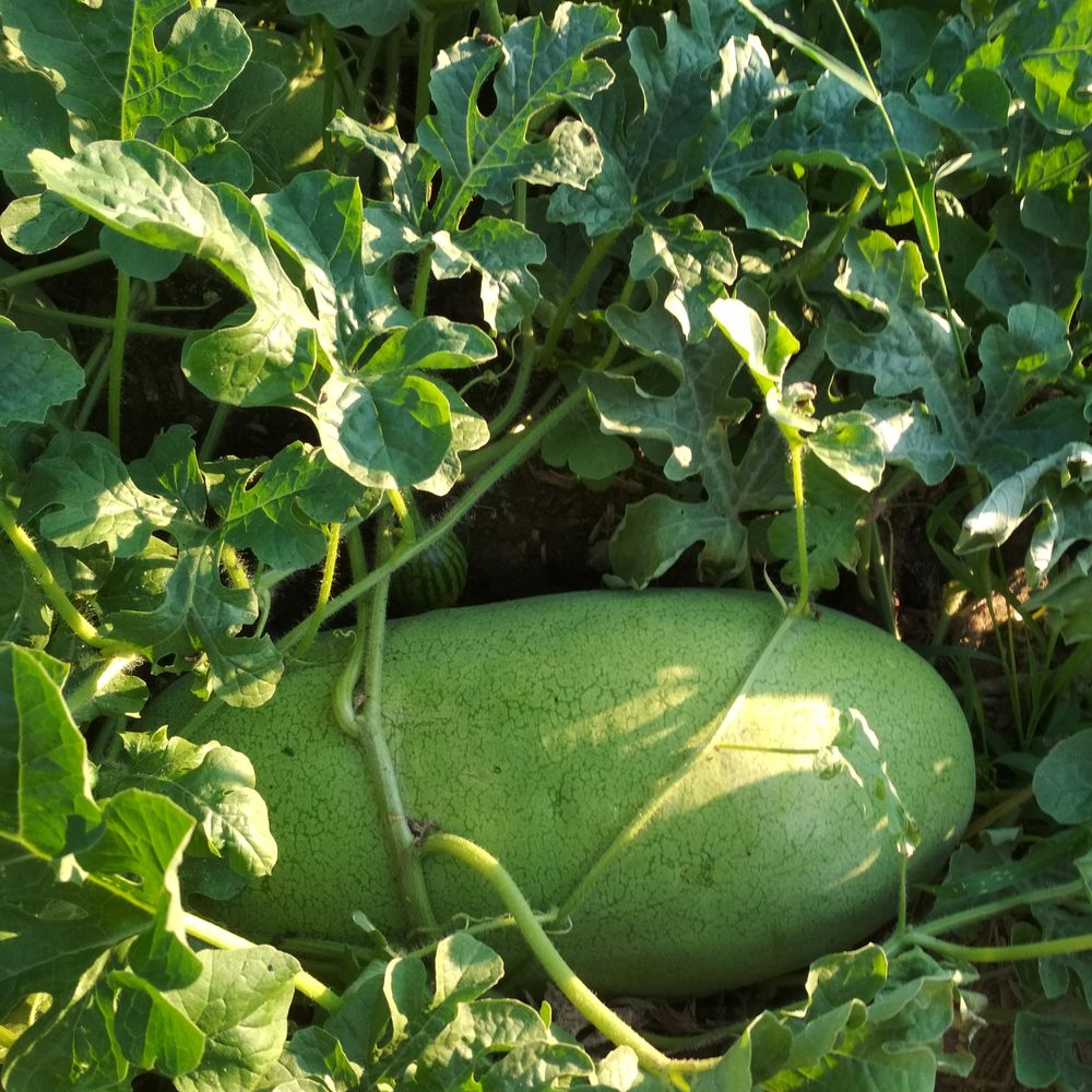 Charleston Gray Watermelon seed packet