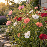 Charmer Flax Blend Seeds growing in a home garden