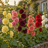 Chater's Double Hollyhock Seeds growing in a home garden
