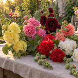 Chater's Double Hollyhock Seeds harvest up close