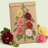 Kraft seed packet illustrated with Chater's Double Hollyhock, with fresh Chater's Double Hollyhock beside it