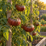Cherokee Carbon Pole Tomato Seeds growing in a home garden