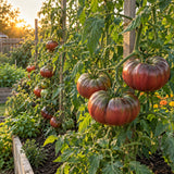 Cherokee Purple Pole Tomato Seeds growing in a home garden