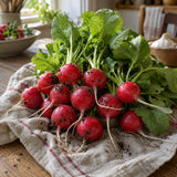 Cherry Belle Radish Heirloom Seeds harvest up close