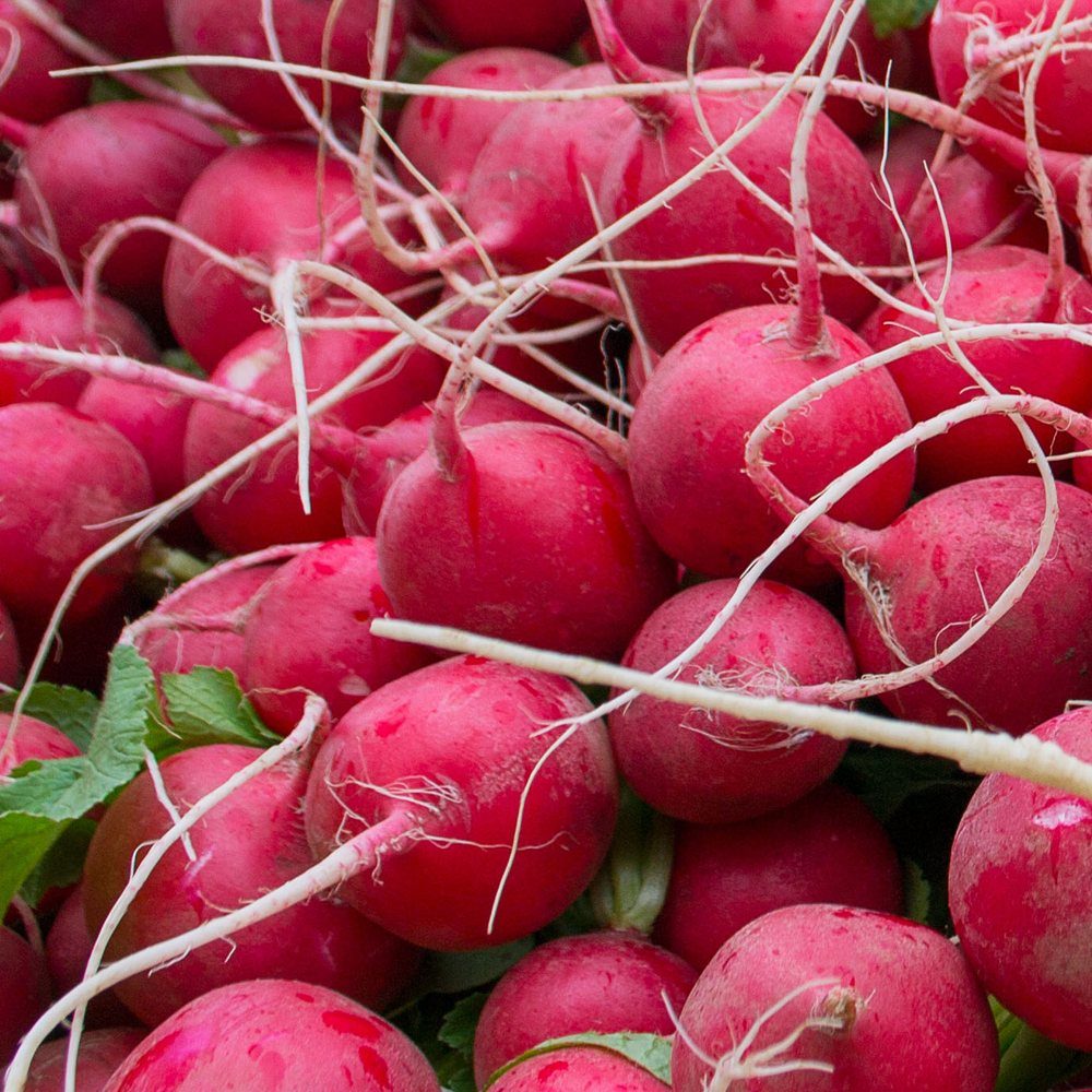 Cherry Belle Radish Heirloom plants in the garden