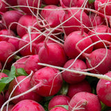 Cherry Belle Radish Heirloom plants in the garden