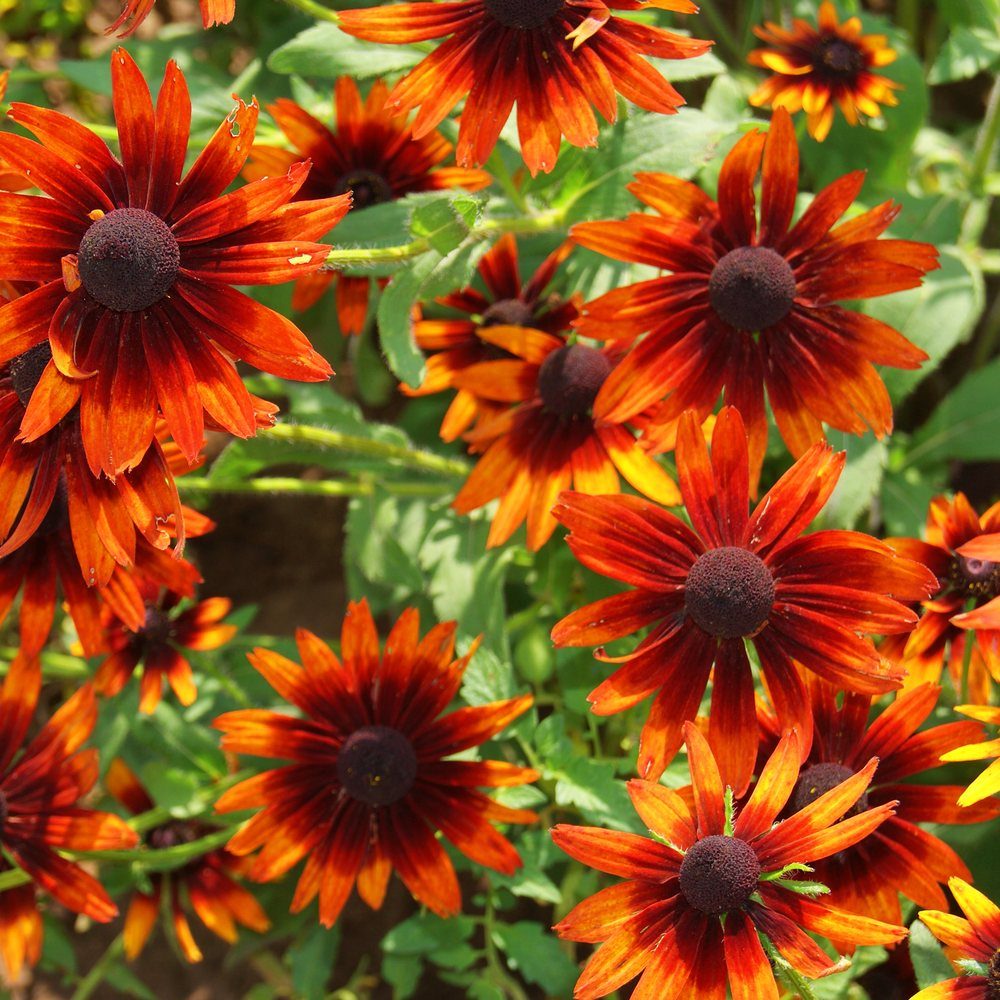 Cherry Brandy Black Eyed Susan seed packet
