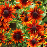 Cherry Brandy Black Eyed Susan seed packet
