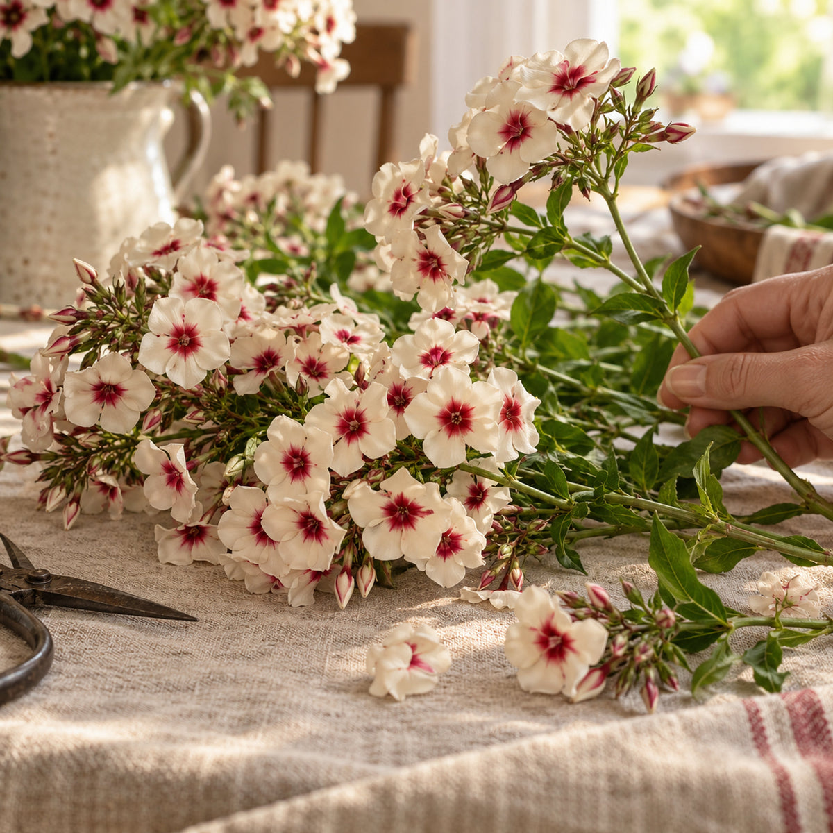 Cherry Caramel Phlox Seeds harvest up close