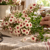 Cherry Caramel Phlox Seeds harvest up close