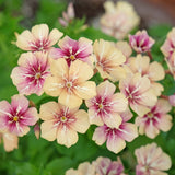 Cherry Caramel Phlox seed packet