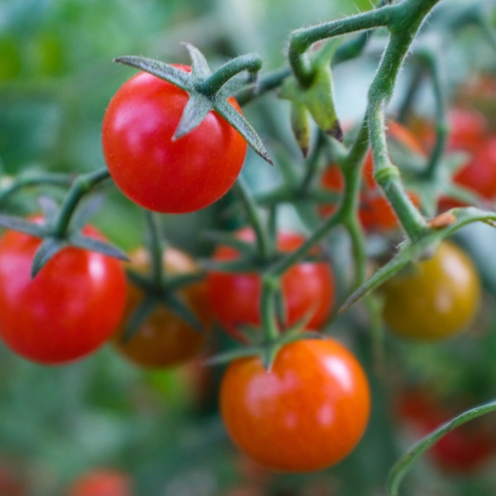 Cherry Falls Bush Cherry Tomato seed packet