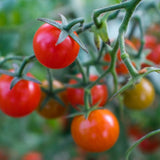 Cherry Falls Bush Cherry Tomato seed packet