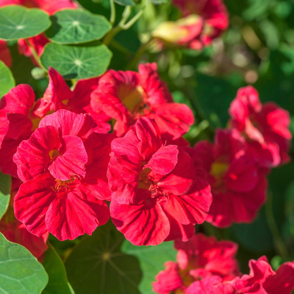 Cherry Rose Jewel Nasturtium seed packet