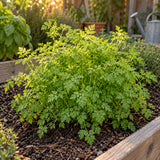 Chervil Seeds growing in a home garden